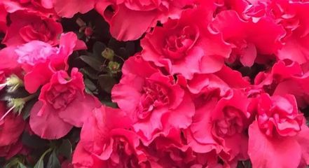 陽春三月藝術(shù)盛宴 世紀(jì)傳承2018年3月25日藝術(shù)品拍賣會(huì)暨文化節(jié)征集中